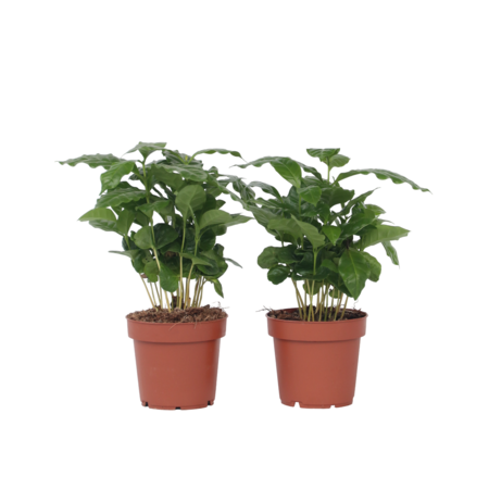 Koffieplant - Set van 4 - Coffea arabica - Hoogte 25-40cm - ⌀12cm