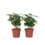 Koffieplant - Set van 4 - Coffea arabica - Hoogte 25-40cm - ⌀12cm