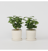 Koffieplant - Set van 4 - Coffea arabica - Hoogte 25-40cm - ⌀12cm