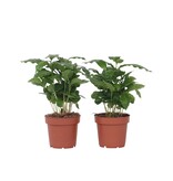 Koffieplant - Set van 2 - Coffea arabica - Hoogte 25-40cm - ⌀12cm