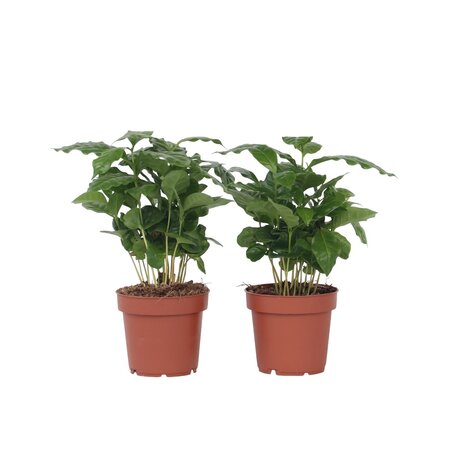 Koffieplant - Set van 2 - Coffea arabica - Hoogte 25-40cm - ⌀12cm