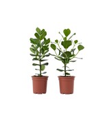 Varkensboom - Set van 2 - Clusia rosea 'Princess' - Hoogte 50-60cm - ⌀17cm