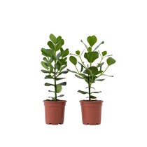 Varkensboom - Set van 2 - Clusia rosea 'Princess' - Hoogte 50-60cm - ⌀17cm