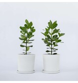 Varkensboom - Set van 2 - Clusia rosea 'Princess' - Hoogte 50-60cm - ⌀17cm