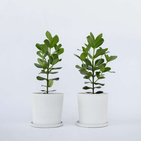 Varkensboom - Set van 2 - Clusia rosea 'Princess' - Hoogte 50-60cm - ⌀17cm