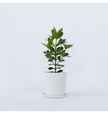 Varkensboom - Clusia rosea 'Princess' - Hoogte 50-60cm - ⌀17cm