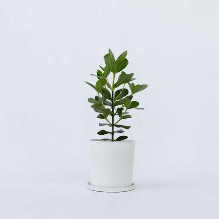 Varkensboom - Clusia rosea 'Princess' - Hoogte 50-60cm - ⌀17cm