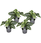 Zebraplant - Set van 4 - Aphelandra squarrosa - Hoogte 25-45cm - ⌀13cm