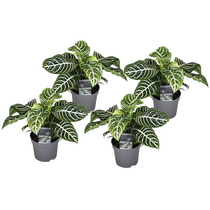 Zebraplant - Set van 4 - Aphelandra squarrosa - Hoogte 25-45cm - ⌀13cm