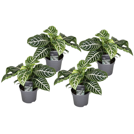 Zebraplant - Set van 4 - Aphelandra squarrosa - Hoogte 25-45cm - ⌀13cm