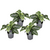 Zebraplant - Set van 4 - Aphelandra squarrosa - Hoogte 25-45cm - ⌀13cm