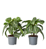Zebraplant - Set van 2 - Aphelandra squarrosa - Hoogte 25-45cm - ⌀13cm