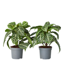 Zebraplant - Set van 2 - Aphelandra squarrosa - Hoogte 25-45cm - ⌀13cm