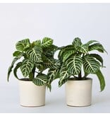 Zebraplant - Set van 2 - Aphelandra squarrosa - Hoogte 25-45cm - ⌀13cm
