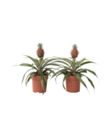 Bromelia - Set van 2 - Ananas comosus 'Mi Amigo' - Hoogte 35-45cm - ⌀12cm