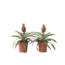 Bromelia - Set van 2 - Ananas comosus 'Mi Amigo' - Hoogte 35-45cm - ⌀12cm