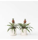 Bromelia - Set van 2 - Ananas comosus 'Mi Amigo' - Hoogte 35-45cm - ⌀12cm