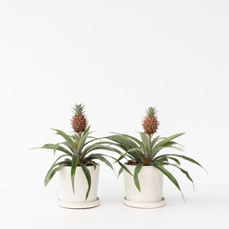 Bromelia - Set van 2 - Ananas comosus 'Mi Amigo' - Hoogte 35-45cm - ⌀12cm