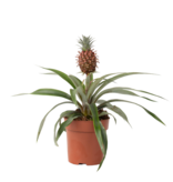 Bromelia - Ananas comosus 'Mi Amigo' - Hoogte 35-45cm - ⌀12cm