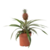Bromelia - Ananas comosus 'Mi Amigo' - Hoogte 35-45cm - ⌀12cm
