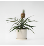 Bromelia - Ananas comosus 'Mi Amigo' - Hoogte 35-45cm - ⌀12cm