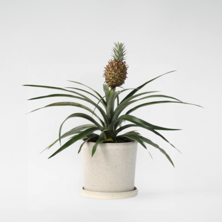 Bromelia - Ananas comosus 'Mi Amigo' - Hoogte 35-45cm - ⌀12cm