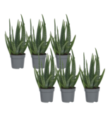 Aloë vera - Set van 6 - Aloe barbadensis - Hoogte 25-40cm - ⌀10,5cm