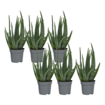 Aloë vera - Set van 6 - Aloe barbadensis - Hoogte 25-40cm - ⌀10,5cm