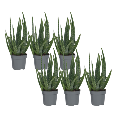 Aloë vera - Set van 6 - Aloe barbadensis - Hoogte 25-40cm - ⌀10,5cm