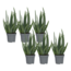Aloë vera - Set van 6 - Aloe barbadensis - Hoogte 25-40cm - ⌀10,5cm