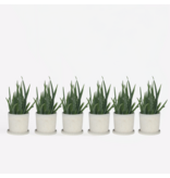 Aloë vera - Set van 6 - Aloe barbadensis - Hoogte 25-40cm - ⌀10,5cm
