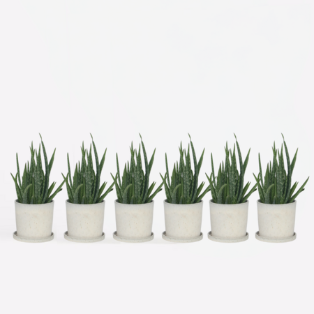 Aloë vera - Set van 6 - Aloe barbadensis - Hoogte 25-40cm - ⌀10,5cm