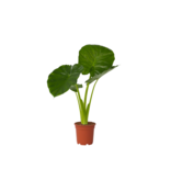 Olifantsoor - Alocasia 'Odora' - Hoogte 55-75cm - ⌀17cm