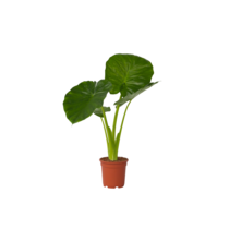 Olifantsoor - Alocasia 'Odora' - Hoogte 55-75cm - ⌀17cm