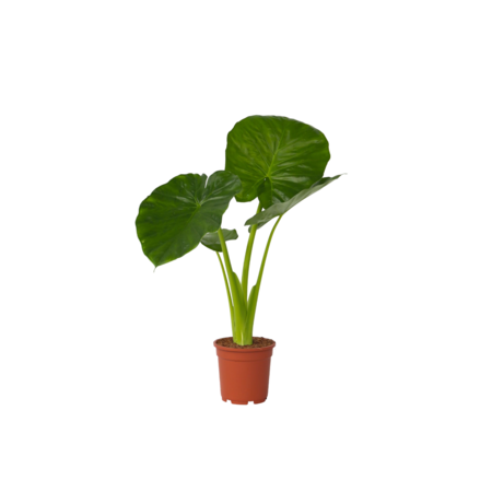 Olifantsoor - Alocasia 'Odora' - Hoogte 55-75cm - ⌀17cm