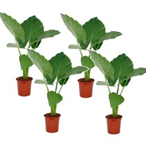 Olifantsoor - Set van 4 - Alocasia 'Macrorrhizos' - Hoogte 60-70cm - ⌀17cm