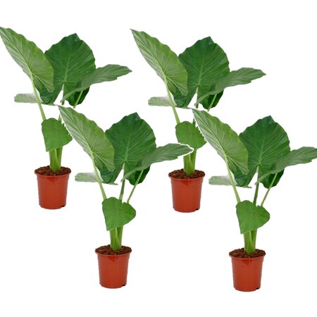 Olifantsoor - Set van 4 - Alocasia 'Macrorrhizos' - Hoogte 60-70cm - ⌀17cm