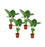 Olifantsoor - Set van 4 - Alocasia 'Macrorrhizos' - Hoogte 60-70cm - ⌀17cm