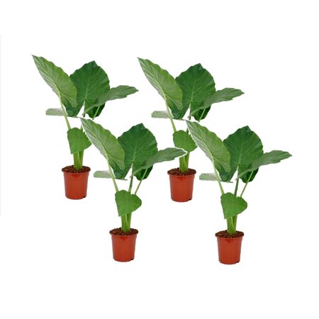 Olifantsoor - Set van 4 - Alocasia 'Macrorrhizos' - Hoogte 60-70cm - ⌀17cm