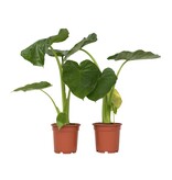 Olifantsoor - Set van 2 - Alocasia 'Macrorrhizos' - Hoogte 60-70cm - ⌀17cm