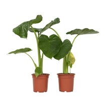 Olifantsoor - Set van 2 - Alocasia 'Macrorrhizos' - Hoogte 60-70cm - ⌀17cm