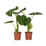 Olifantsoor - Set van 2 - Alocasia 'Macrorrhizos' - Hoogte 60-70cm - ⌀17cm