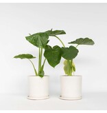 Olifantsoor - Set van 2 - Alocasia 'Macrorrhizos' - Hoogte 60-70cm - ⌀17cm
