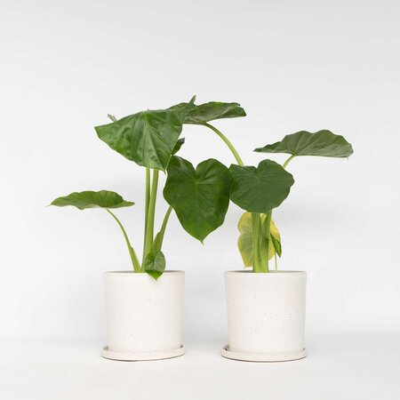 Olifantsoor - Set van 2 - Alocasia 'Macrorrhizos' - Hoogte 60-70cm - ⌀17cm