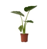 Olifantsoor - Alocasia 'Macrorrhizos' - Hoogte 60-70cm - ⌀17cm