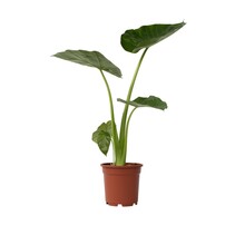 Olifantsoor - Alocasia 'Macrorrhizos' - Hoogte 60-70cm - ⌀17cm