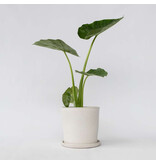 Olifantsoor - Alocasia 'Macrorrhizos' - Hoogte 60-70cm - ⌀17cm