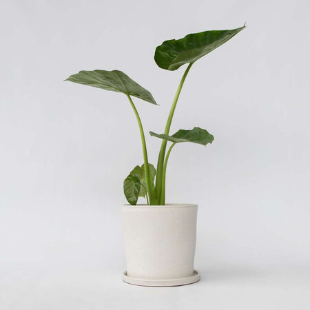 Olifantsoor - Alocasia 'Macrorrhizos' - Hoogte 60-70cm - ⌀17cm