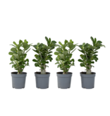 Woestijnroos - Set van 4 - Adenium obesum - Hoogte 25-40cm - ⌀10,5cm
