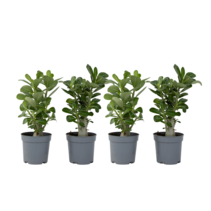 Woestijnroos - Set van 4 - Adenium obesum - Hoogte 25-40cm - ⌀10,5cm
